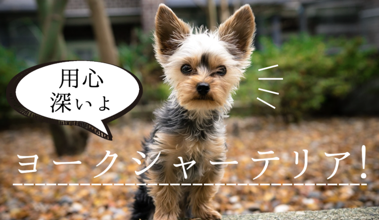 自信満々のヨーキー！